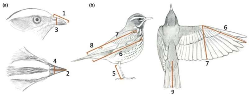Body measurements for all 11,000 bird species released in open-access database