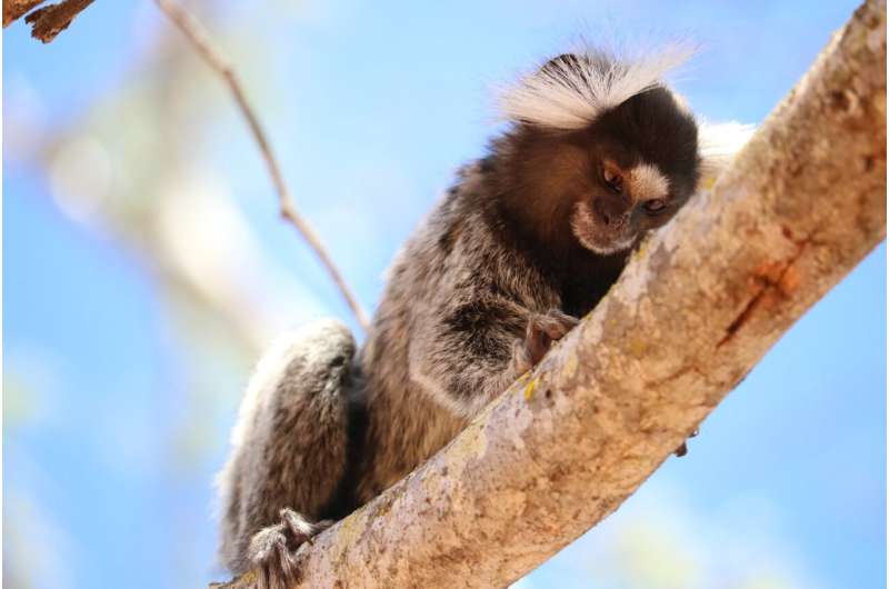 Bolder marmoset monkeys learn faster than shy ones
