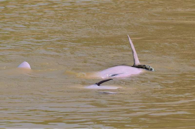 Bolivian river dolphins observed “playing” with an anaconda