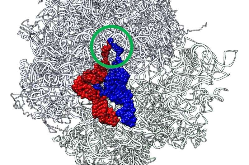 Bonds from the past: A journey through the history of protein synthesis