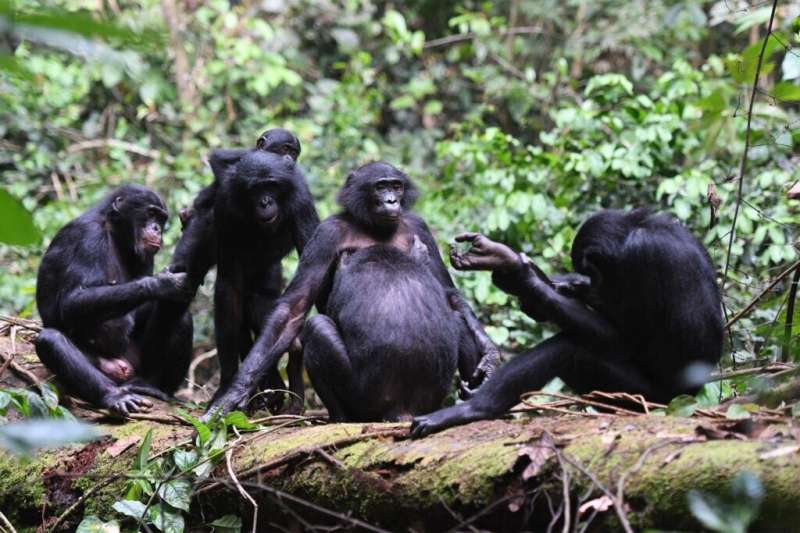Bonobos’ tolerant, peaceful group relationships paved way for human peacemaking