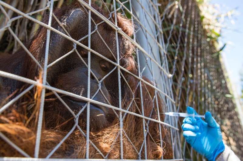 Bornean orangutan Sandai receives his second dose of an animal coronavirus vaccine at the Buin Zoo in Chile