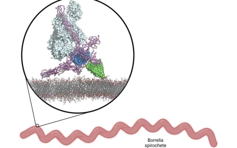 Borrelia bacteria's method of avoiding human immune defences uncovered