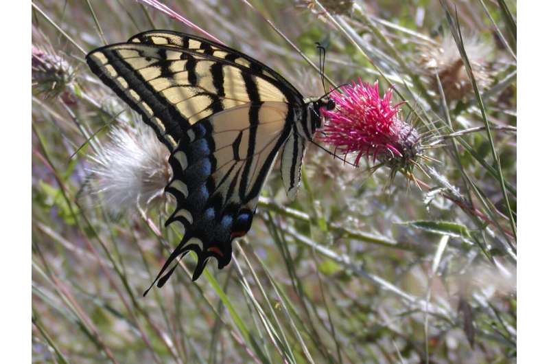 Botanical gardens are 'hot spots' for butterflies amid climate change