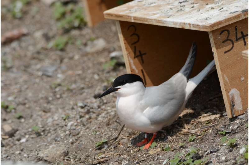 Boxing clever: the simple conservation strategy saving threatened Roseate terns