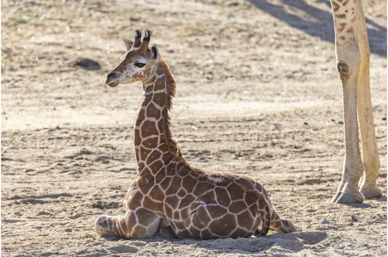 Bracing for her future: Human medicine rescues giraffe