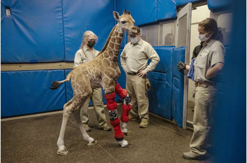 Preparándose para su futuro: la medicina humana rescata a una jirafa