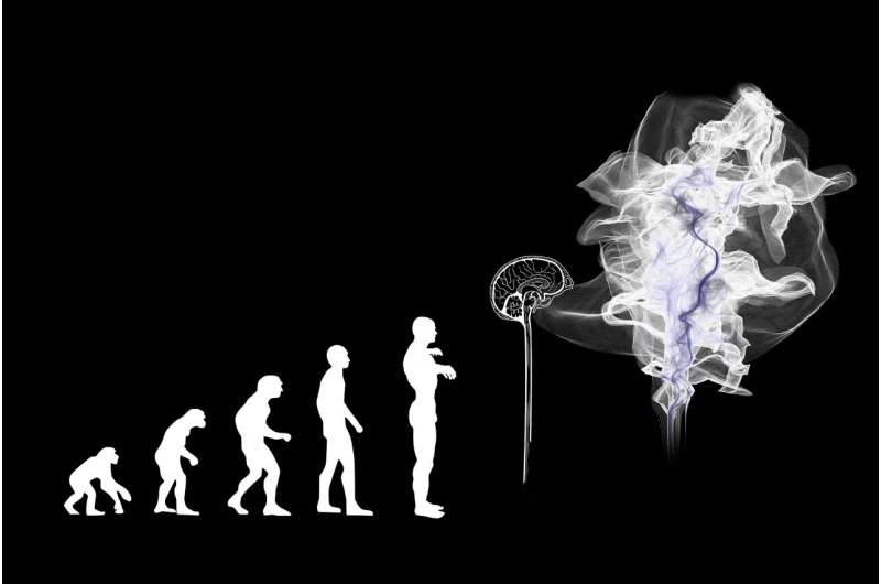 brain evolution