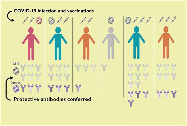 Breakthrough infections spur strong antibody responses 