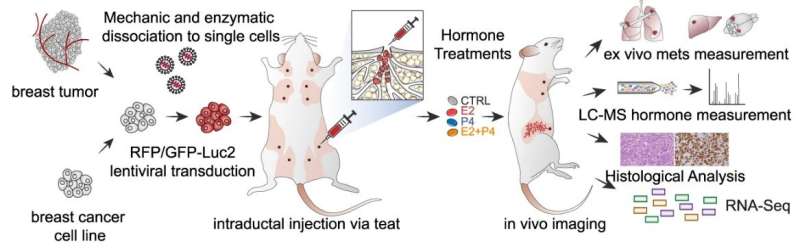 Breakthrough study of hormone 'crosstalk' in breast cancer