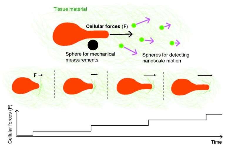 Breast cancer cells use forces to open up channels through tissue