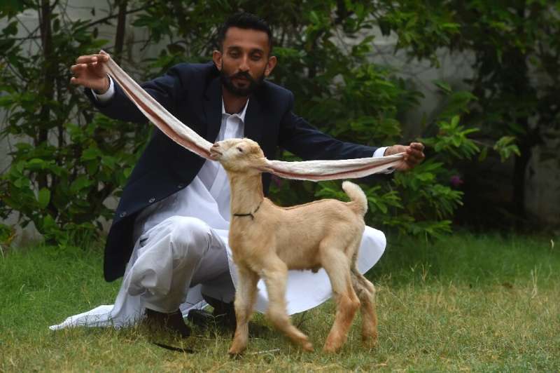 Breeder Mohammad Hasan Narejo displays his kid goat Simba in Karachi