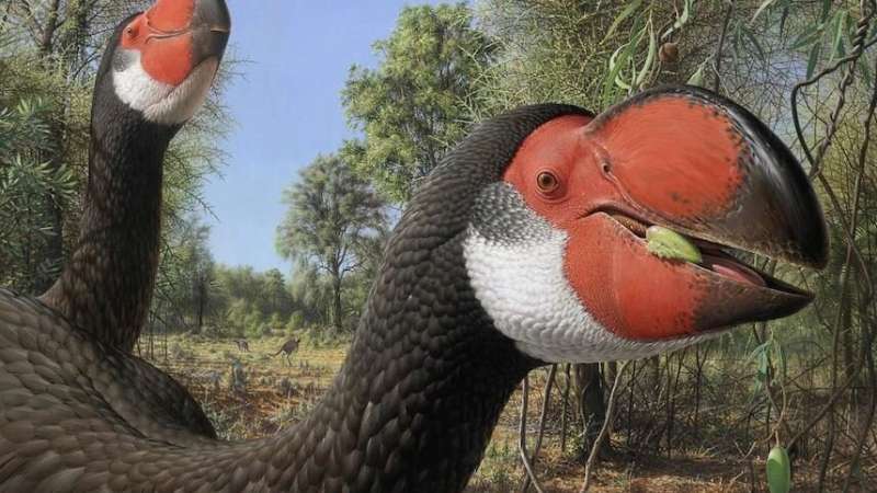 Breeding biology of giant Australian mihirung birds paved way to extinction