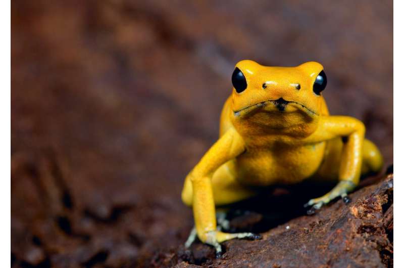 Bright colors in the animal kingdom: Why some use them to impress and others to intimidate