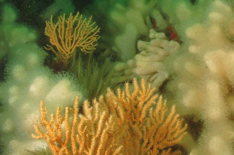 British coral predicted to be resilient to climate change