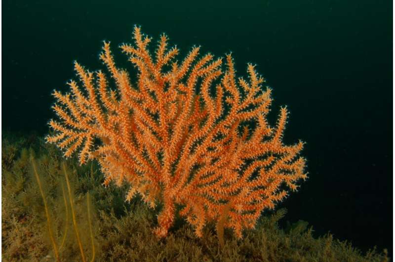 British coral predicted to be resilient to climate change