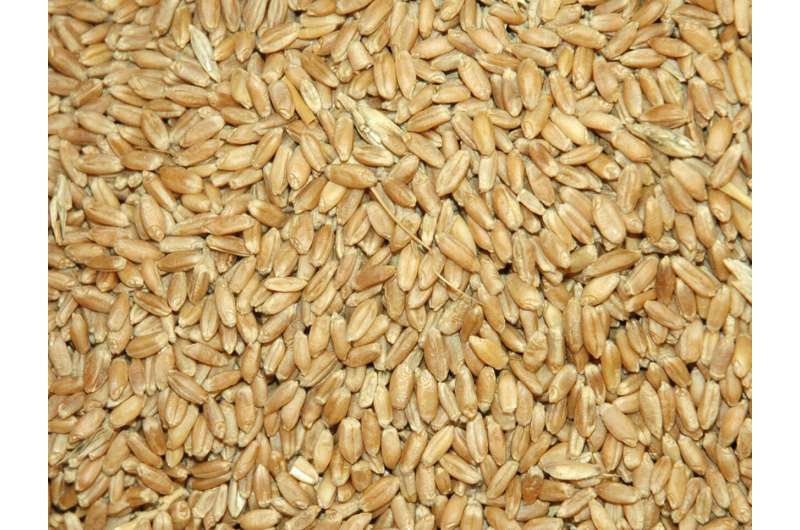 ‘Brown-bagging’ crop seed affects producers as well as research advances