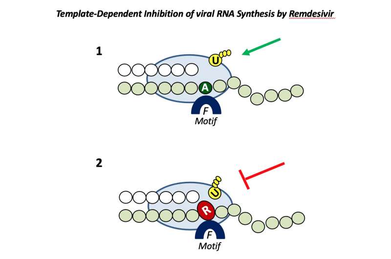 Building better antivirals: Understanding interactions between drugs and viruses key to being ready for variants and the next pa