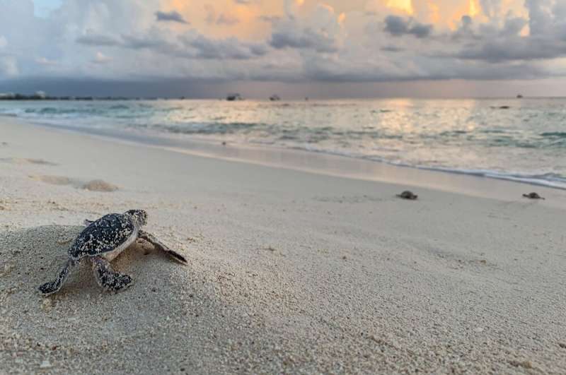 Building new sea turtle populations in a biodiversity crisis