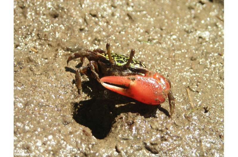 Burrowing crabs bring beneficial bacteria to mangroves