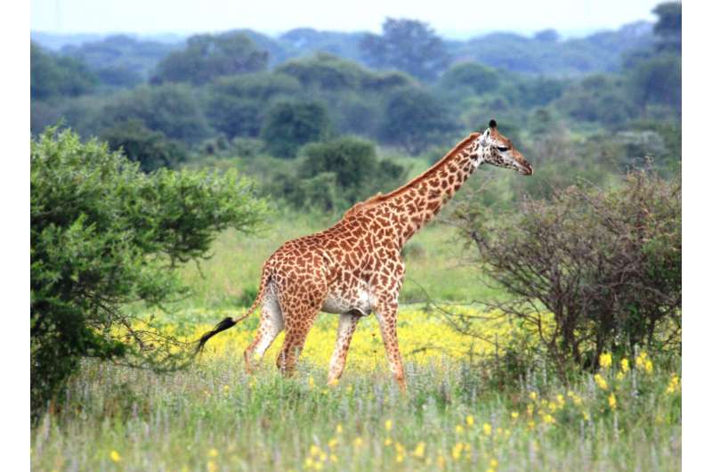 Bush-encroaching sickle bush is preferred food of giraffes