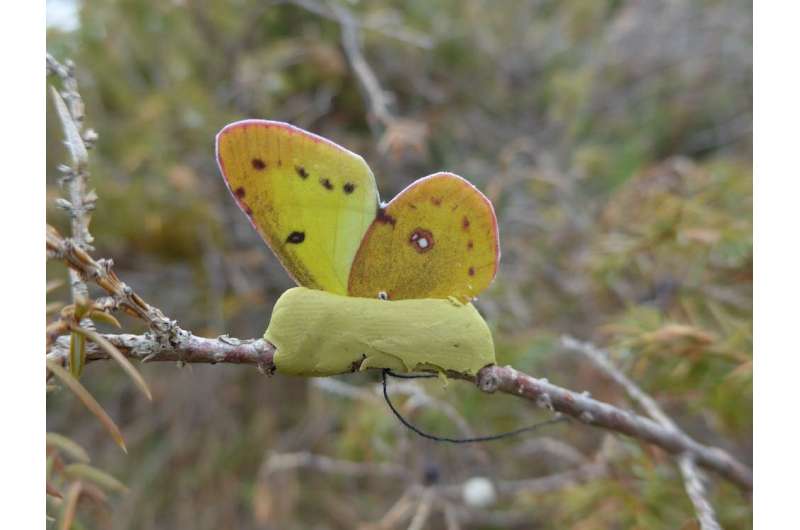 Butterfly decoys trick predators into attacking them in conservation study