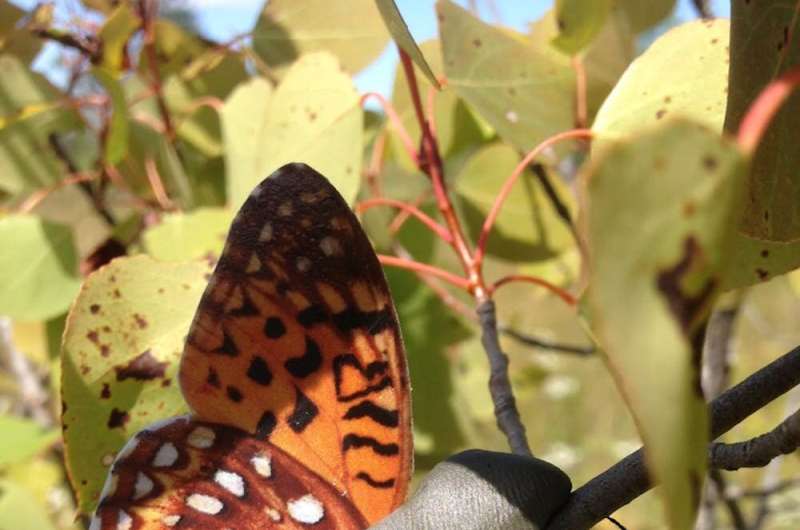 Butterfly decoys trick predators into attacking them in conservation study