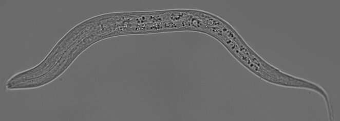 C. elegans به طور تصادفی توانایی خود را در تشخیص نمک رد نمی کند