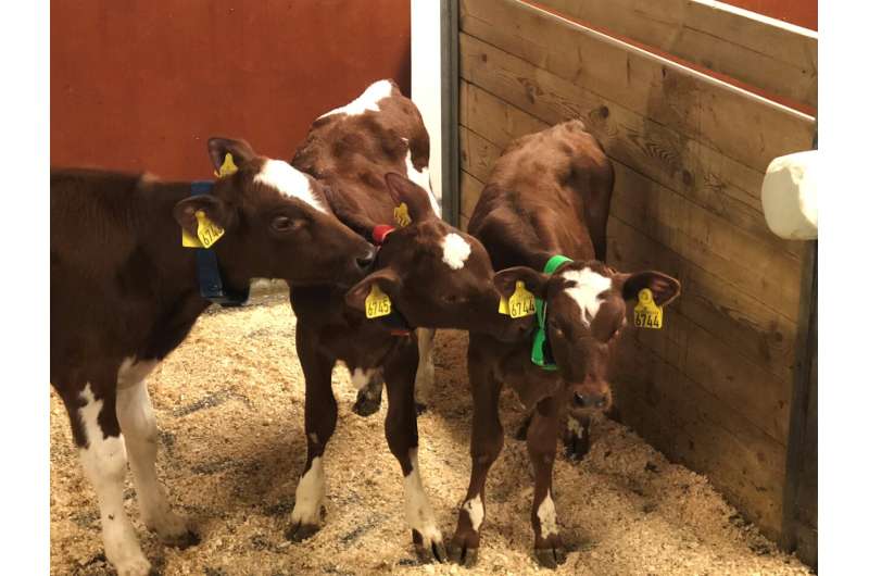 Calf personality, feeding, and growth: When one style doesn't fit all