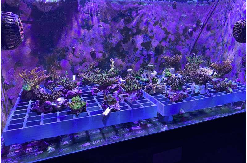 California Academy of Sciences researchers produce first-ever 'family tree' for aquarium-bred corals