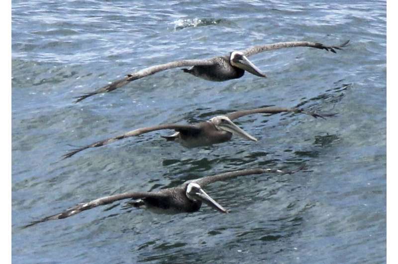 California investigating sick and dying brown pelicans
