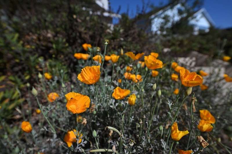 California poppies are a colorful choice in a garden where traditional Los Angeles grasses have been replaced by native and less