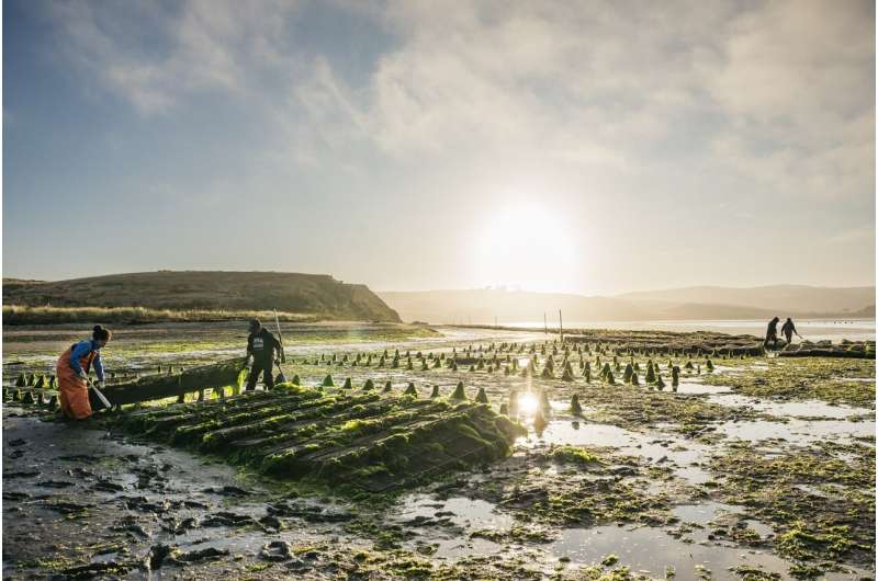 California shellfish farmers adapt to climate change