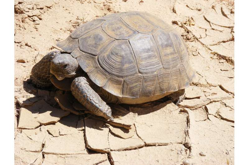 California’s Mojave desert tortoises move toward extinction. Why saving them is so hard