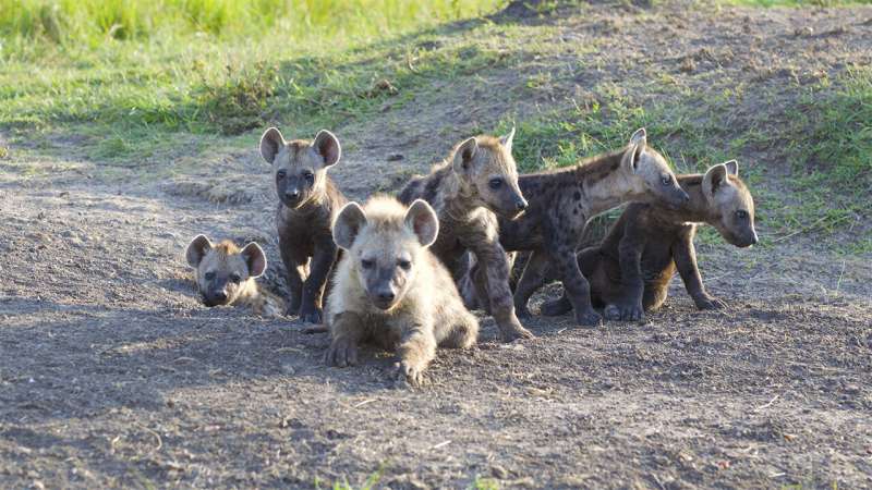 Caller ID: Hyena 'whoops' feature individual signatures