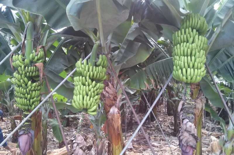 Calling on natural defences to turn back banana pandemic