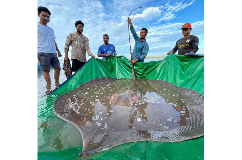 Cambodian fishermen on the Mekong River inadvertently hooked an endangered giant freshwater stingray four metres long and weighi