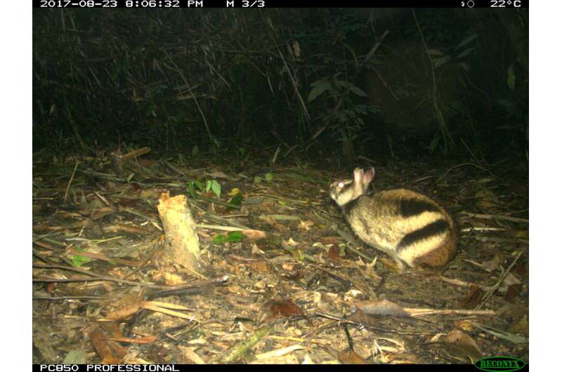 Camera trap surveys provide new insights into two threatened Annamite endemics in Viet Nam and Laos