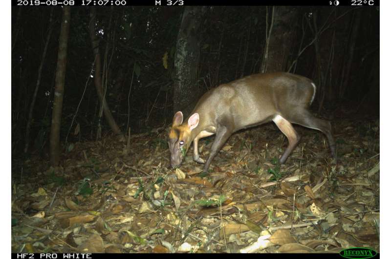 Camera trap surveys provide new insights into two threatened Annamite endemics in Viet Nam and Laos