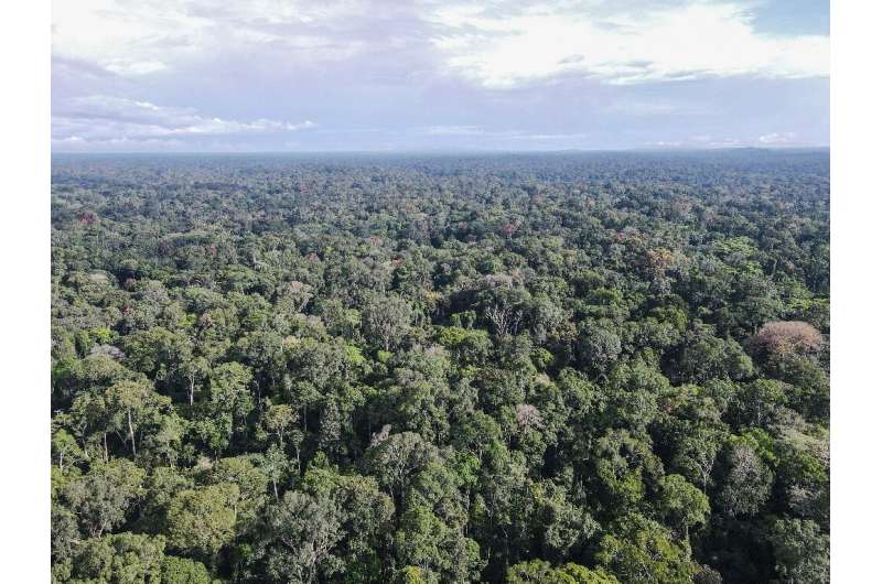 Camp Ma'an reserve in southern Cameroon is home to endangered gorillas and elephants