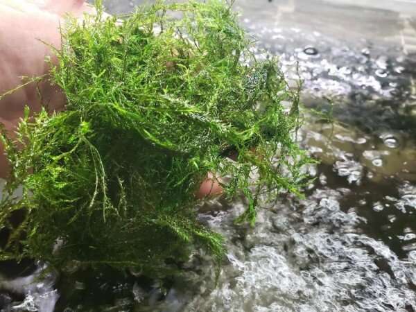 Can a moss help clean up waterways?