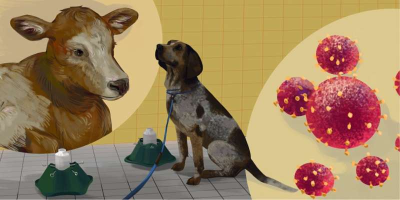 Can dogs catch a whiff of bovine respiratory disease?