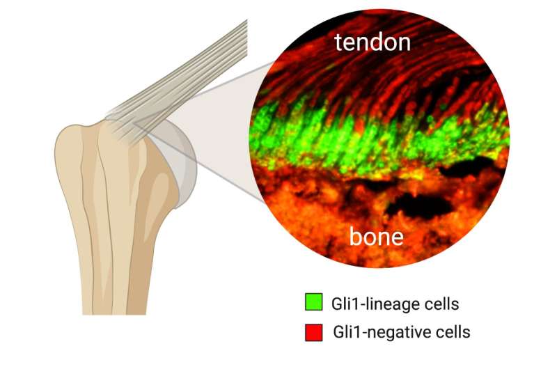 Can stem cells improve shoulder surgery?