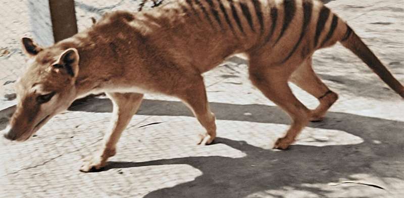Can we resurrect the thylacine? Maybe, but it won't help the global extinction crisis