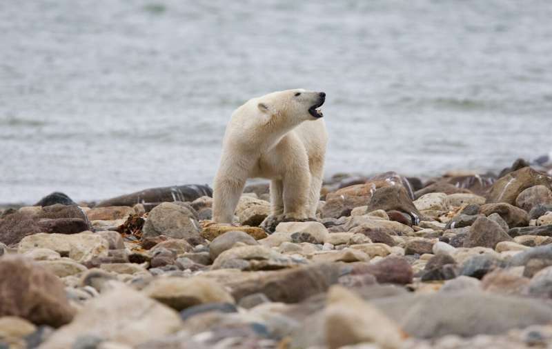 Canadian polar bears near 'bear capital' dying at fast rate