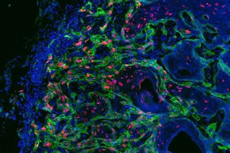 Cancer stem cells are fueled through dialogue with their environments