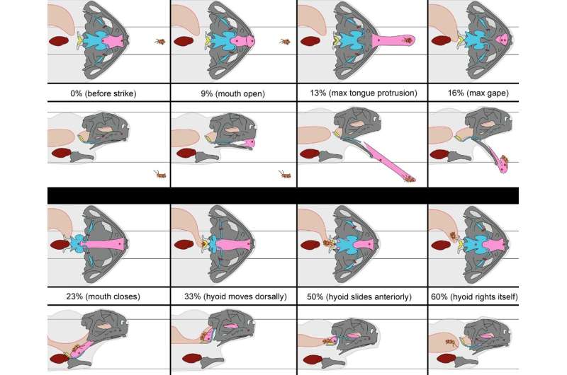 Cane toads swallow prey using a complex pulley system of cartilage and muscle