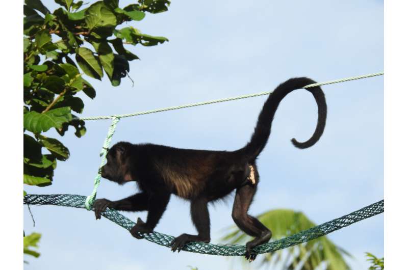 Canopy bridges key to habitat connectivity globally and arboreal animal conservation