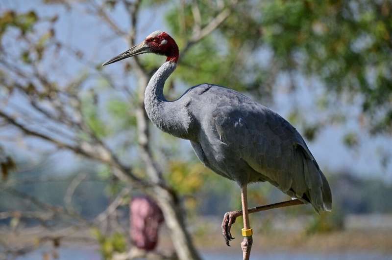 Captive Eastern Sarus cranes have been released in northeastern Thailand, where they were last seen in the wild in 1968