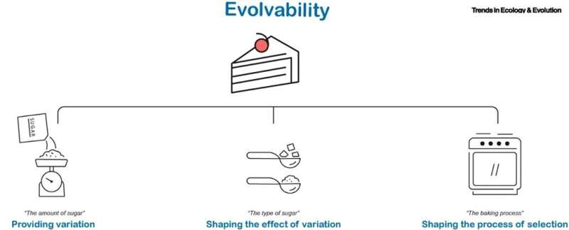 Capturing the many facets of evolvability